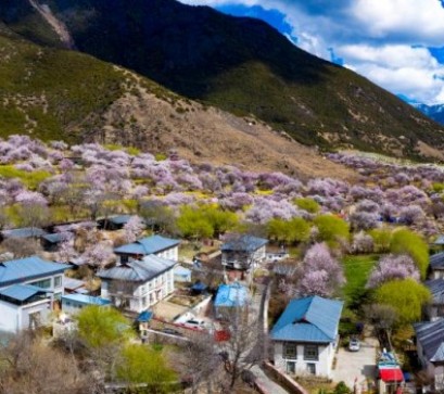 In Pics: Peach Blossoms in Gala Village of Nyingchi, SW China