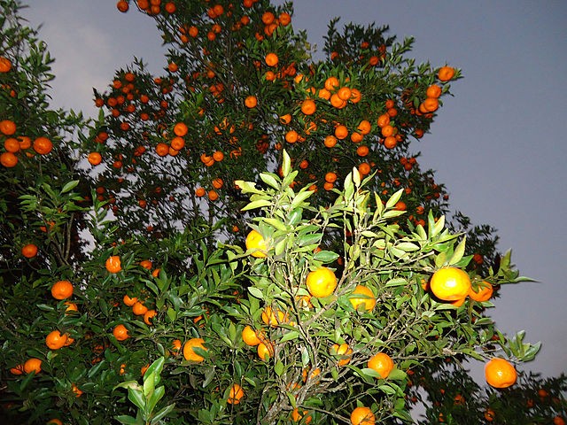 Orange Farm.