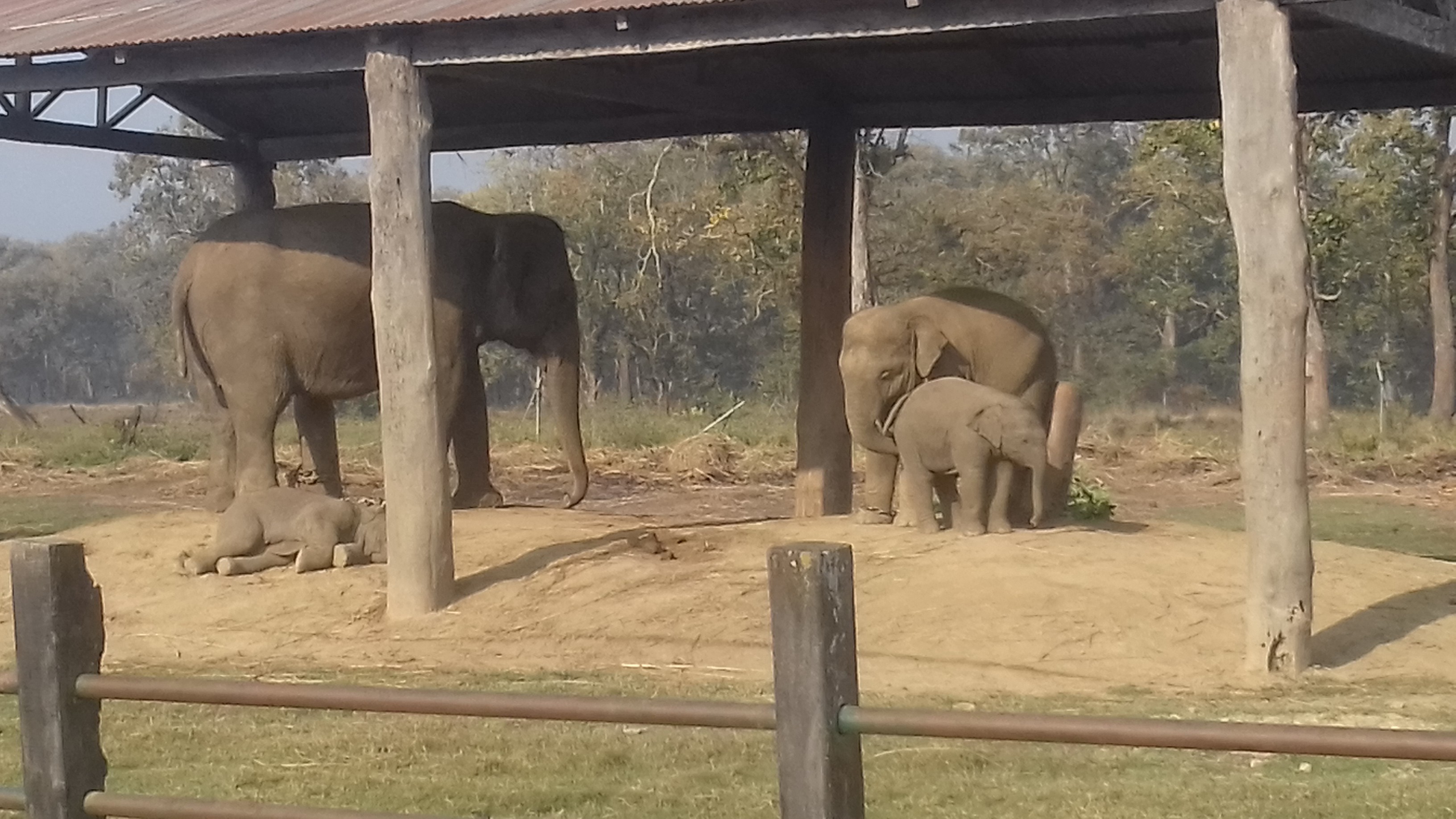 elephant breeding centre chitwan nepal