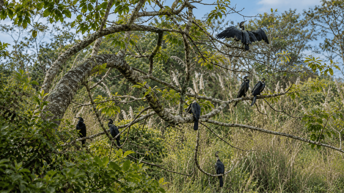 birds