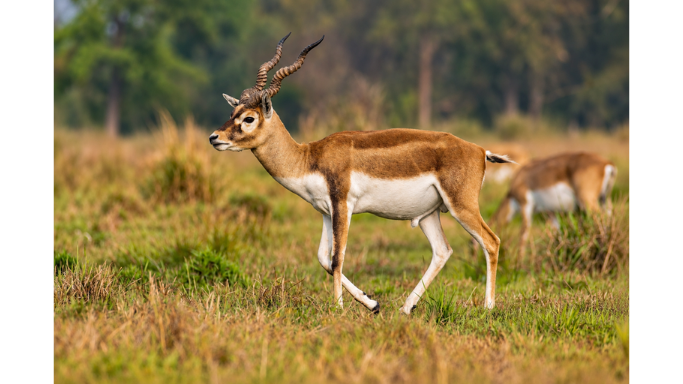 blackbuck