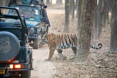 tiger