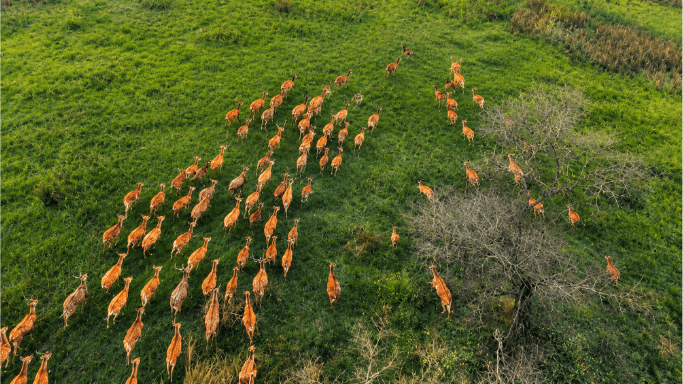 swamp-deer