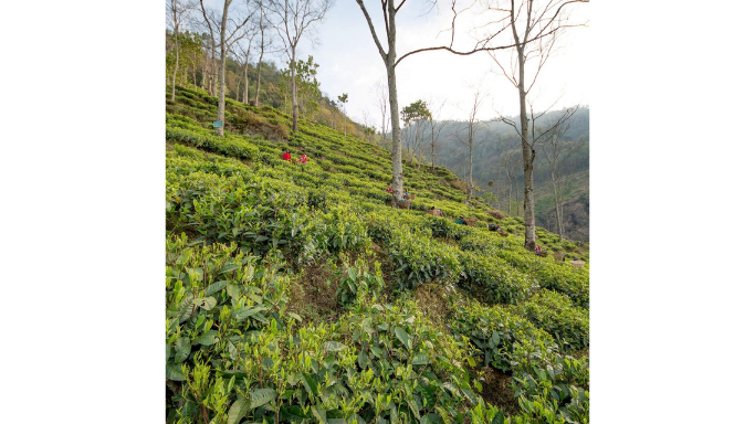 tea-garden