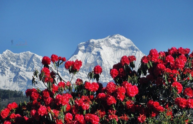 Nepal Traveller | Nepal's most visited website | A website that is ...