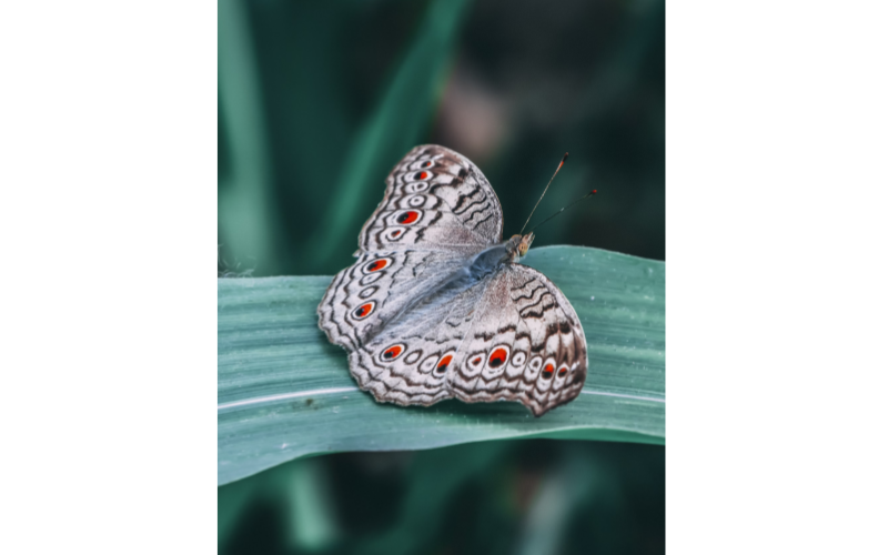 Upiya Insect Nepal Traveller | Nepal's most visited website | A website that is ...